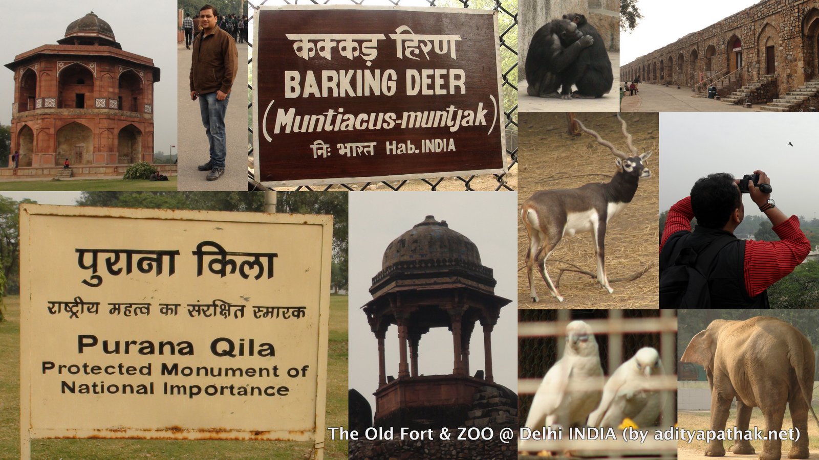 Purana Qila Zoo Collage 1